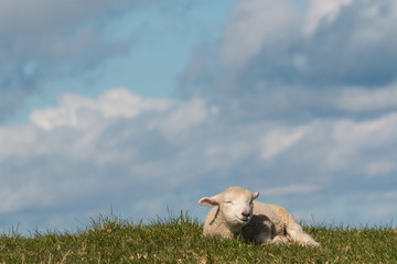 newborn lamb resting on grass © Patrik Stedrak