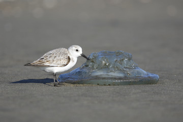 ミユビシギとクラゲ