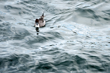 俊敏でワイルド,猛々しい海鳥
