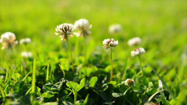 Clover Flowers 04 Dolly Back Green Grass.