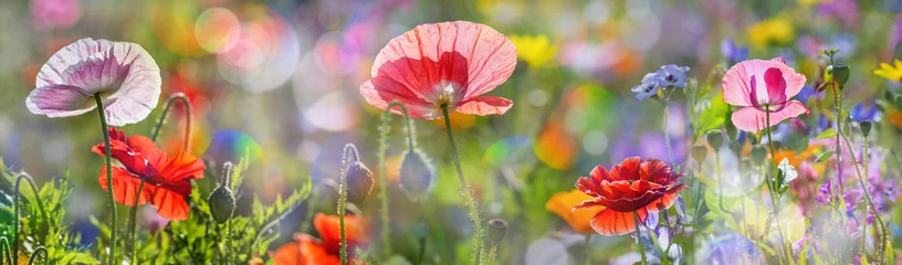 Papier Peint photo Coquelicots prairie d& 39 été avec des coquelicots rouges