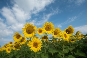 Sonnenblumen