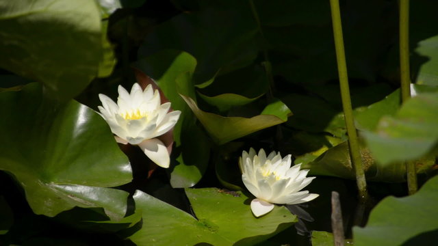 Lotus LM12 Japanese Garden White Lily