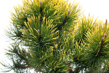  Pinus mugo Ophir