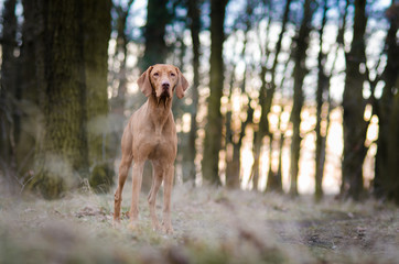 Hungarian hound dog in the forrest