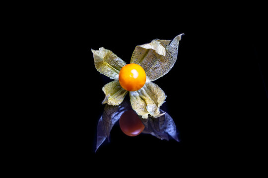 The Fruit Of Physalis On A Black Mirror With Reflection.