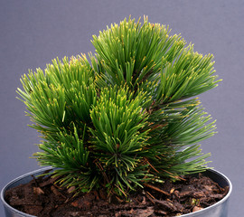 Pinus heldreichii Smidtii