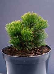 Pinus heldreichii Smidtii in a pot