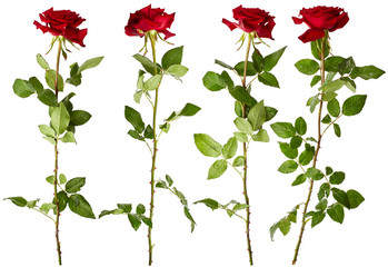 Set of red roses
