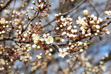 Kirschblüten