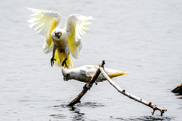 white bird in the sand
