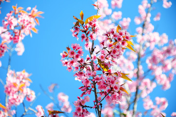 Cherry blossom with blue sky