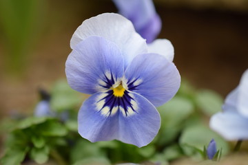 Stiefm&uuml;tterchen