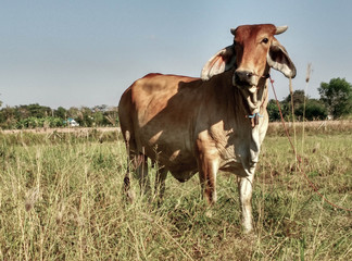 cow