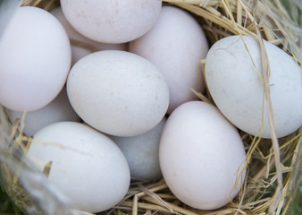 Close up of white eggs laying in nest