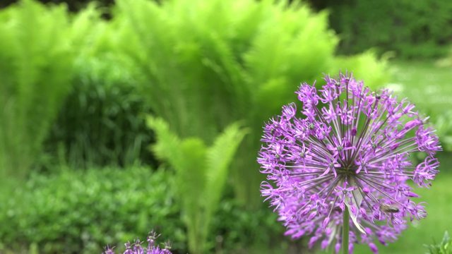 allium decorative garlic flower bloom move in wind. Static closeup shot. 4K
