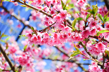 Fototapeta na wymiar Cherry blossom