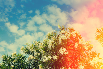 Blossoming rhododendron bush against sky with clouds at sunset light