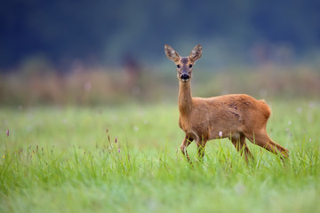 Roe-deer in the wild in a clearing 