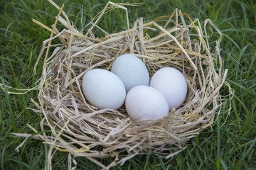 White eggs laying in bird nest