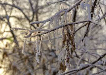 maple seeds are covered with snow.