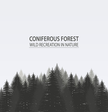 Coniferous pine forest. Camping