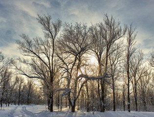 winter forest sky sun.