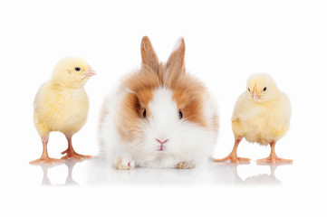 Little dwarf rabbit with little chicks