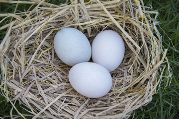 White eggs laying in bird nest
