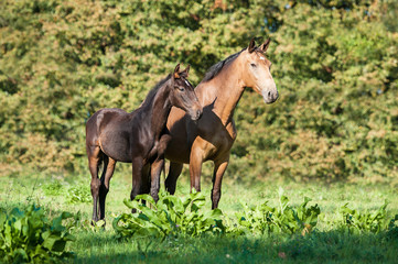 Beautiful mare with a foal standing on the pasture in summer