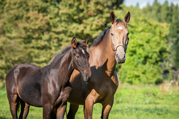 Obraz na płótnie Canvas Beautiful mare with a foal in summer