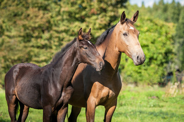 Fototapeta na wymiar Beautiful mare with a foal in summer