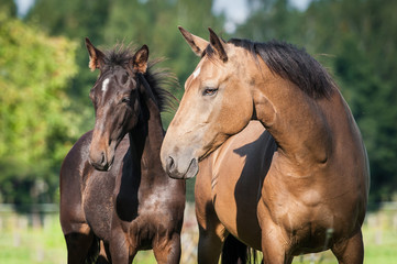 Obraz premium Portrait of beautiful mare with a foal in summer