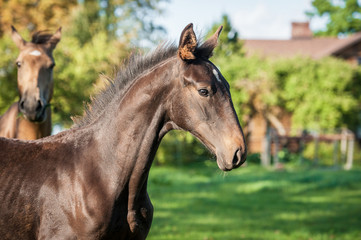 Portrait of warmblood foal with beautiful neck