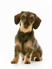 Wirehaired dachshund dog puppy