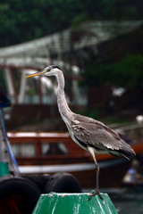 Grey heron, Aberdeen, Hongkong