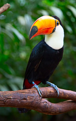 Obrazy na Plexi  Kolorowe tucan