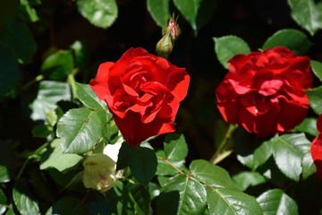 Roses bloom red