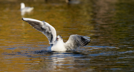 Black-headed Gull, Chroicocephalus ridibundus