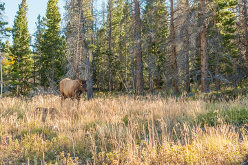 Naklejka na ściany i meble Elk in Rocky Mountains National Park
