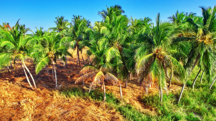  Coconut tree with fruits-coconuts,on a tropical island in the M