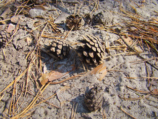 Pinecones