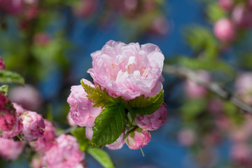 Prunus serrulata or Japanese Cherry in full bloom