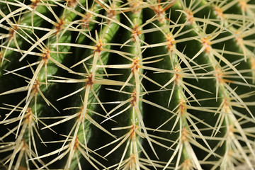 Sharp spines of barrel cactus