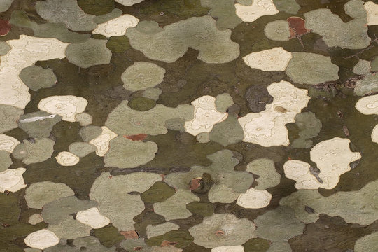 Abstract camouflage patches on surface
