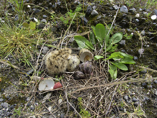 Common Tern (Sterna hirundo), nest with 2 chicks (1 just hatched) and egg