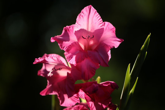 Beautiful blooming pretty cornflag