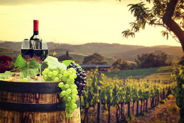 Obrazy na Szkle  Czerwone wino z beczką na winnicy w zielonej Toskanii