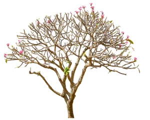 Fototapete Frangipani plumeria tree isolated