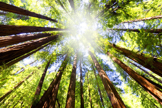 Sequoia Forest Low Angle View